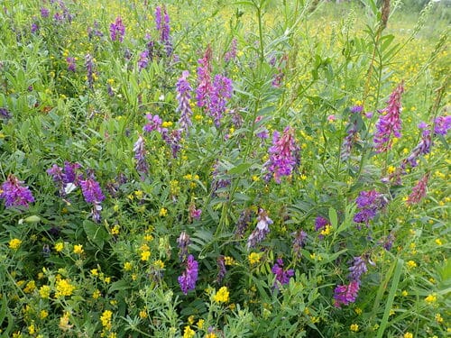 Vicia amoena