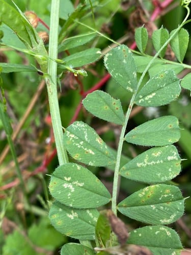 Vicia faba subsp. major