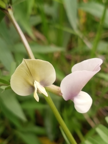 Vicia grandiflora