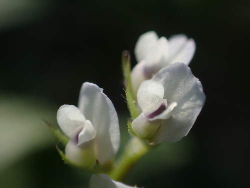 Vicia hirsuta
