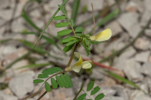 Vicia hybrida