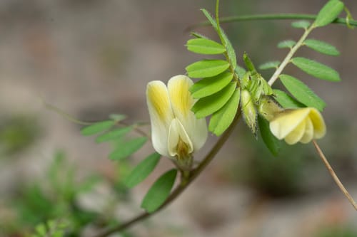 Vicia hybrida