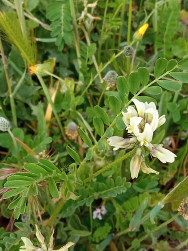 Vicia lutea