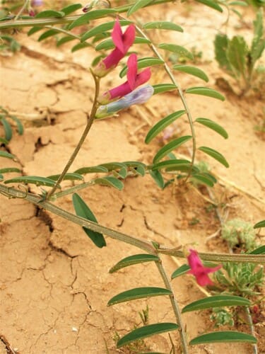 Vicia monantha