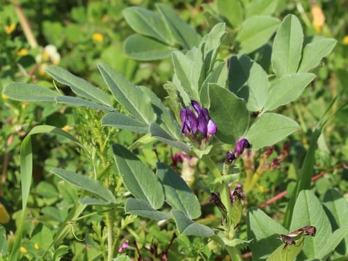 Vicia narbonensis