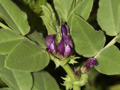 Vicia narbonensis