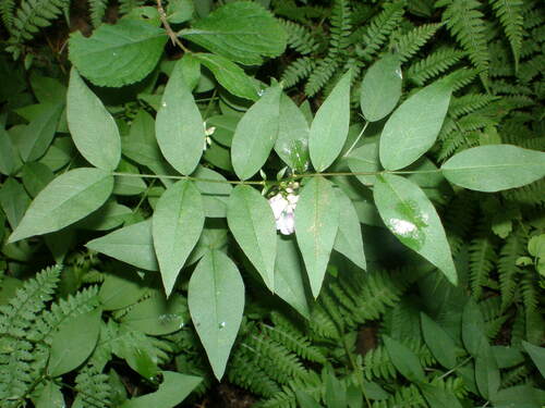 Vicia nipponica