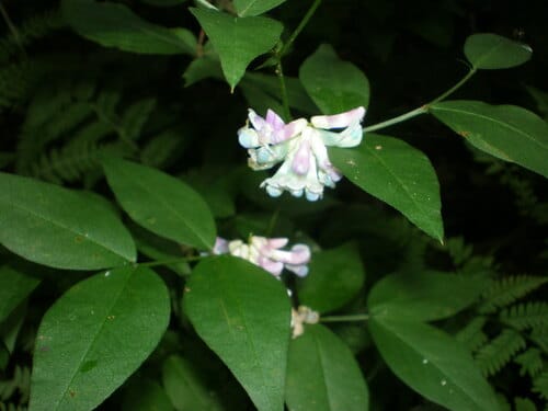 Vicia nipponica