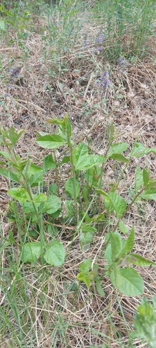 Vicia unijuga
