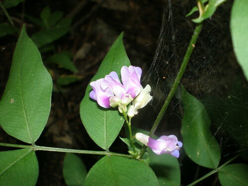 Vicia venosa