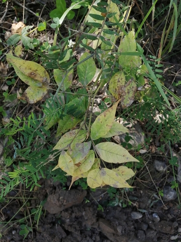 Vicia venosa