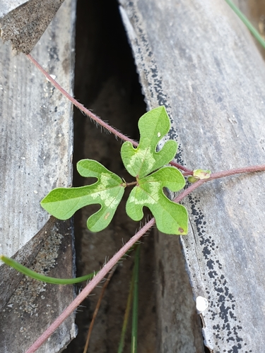 Vigna aconitifolia