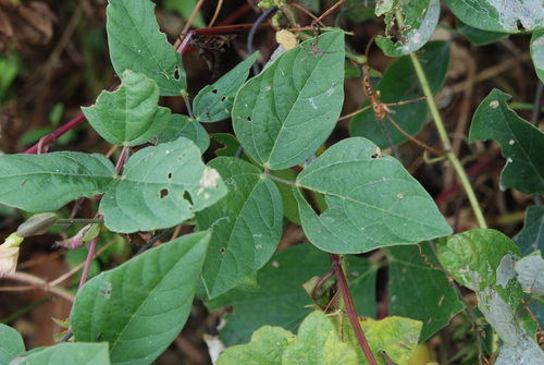 Vigna adenantha