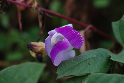 Vigna adenantha