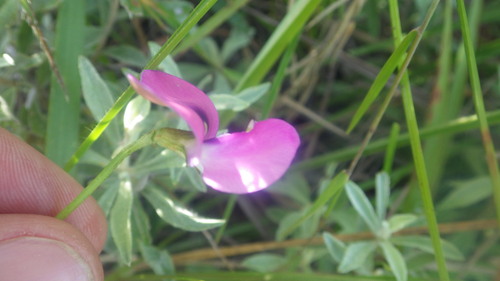 Vigna angivensis