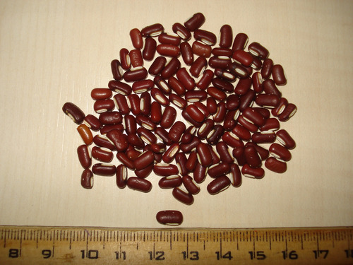 Vigna angularis