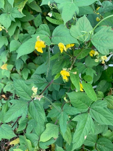 Vigna angularis