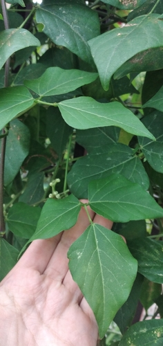 Vigna caracalla