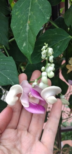 Vigna caracalla