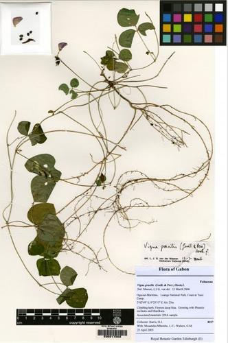 Vigna gracilis