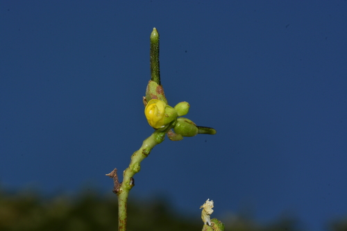 Vigna khandalensis