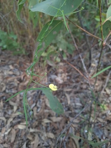 Vigna lanceolata