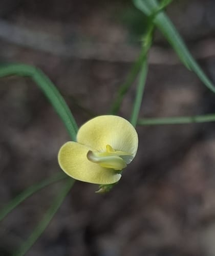 Vigna lanceolata