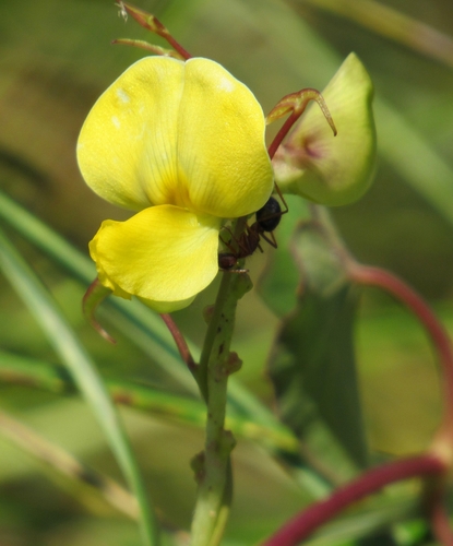 Vigna luteola