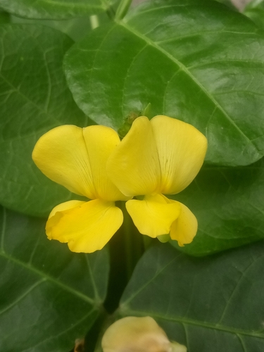 Vigna luteola