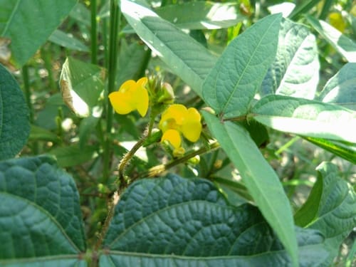 Vigna mungo