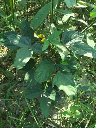 Vigna mungo