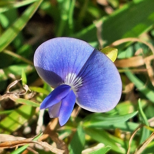 Vigna parkeri