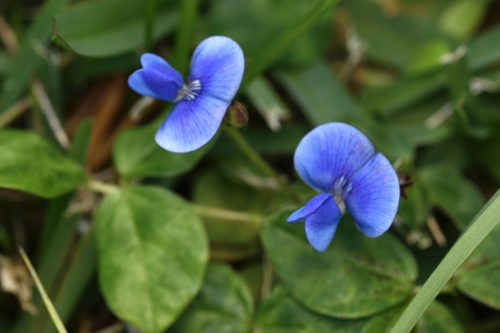 Vigna parkeri