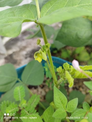 Vigna radiata