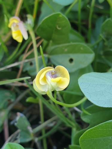 Vigna trilobata