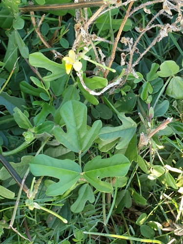 Vigna trilobata