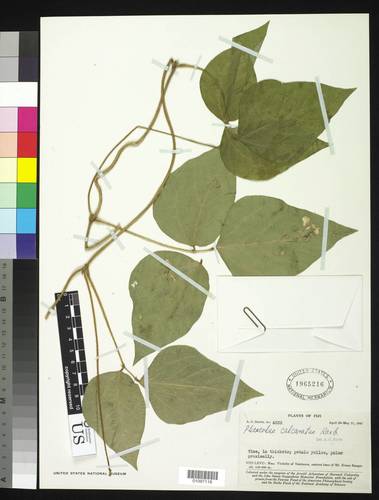 Vigna umbellata