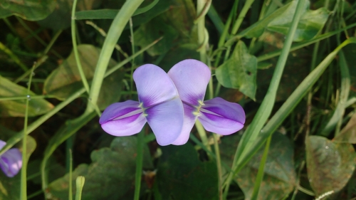 Vigna unguiculata
