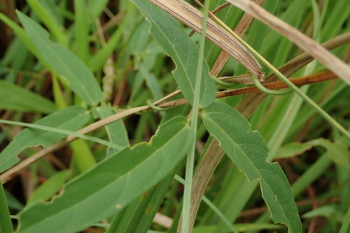 Vigna vexillata