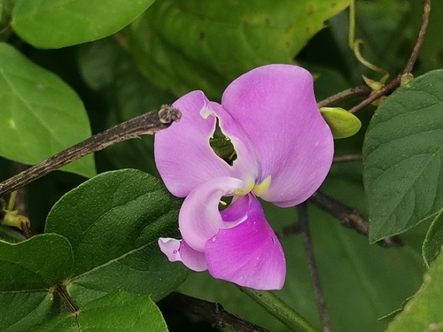 Vigna vexillata