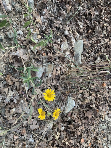Viguiera multiflora