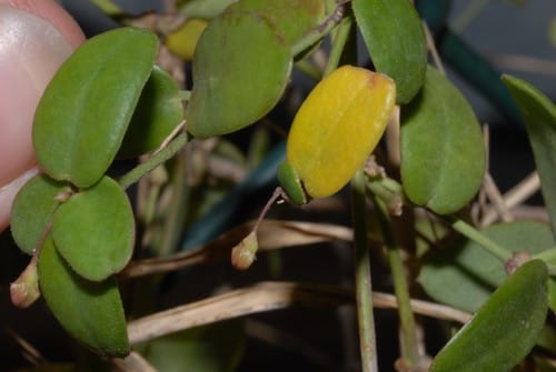 Vincetoxicum cernuum