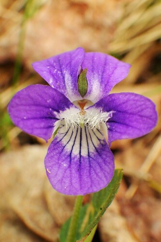 Viola adunca