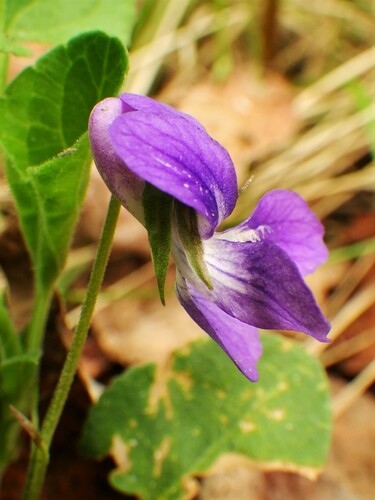 Viola adunca