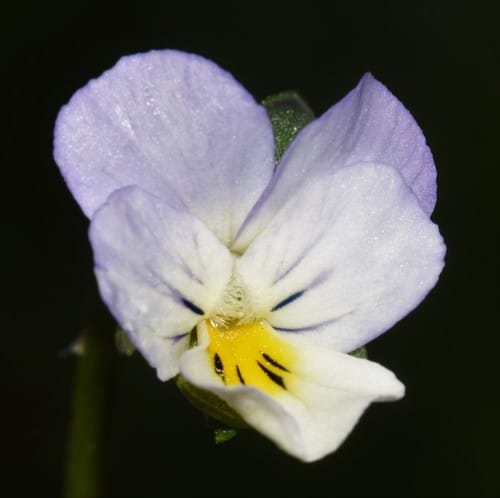 Viola arvensis