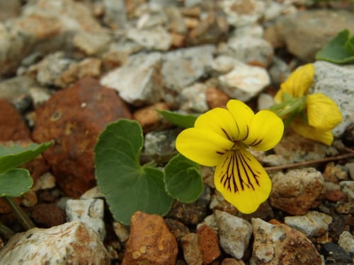 Viola biflora