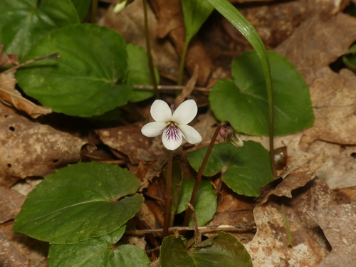 Viola blanda
