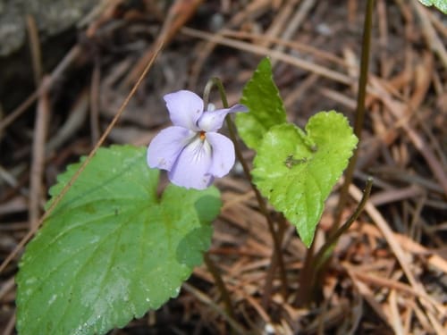 Viola canescens