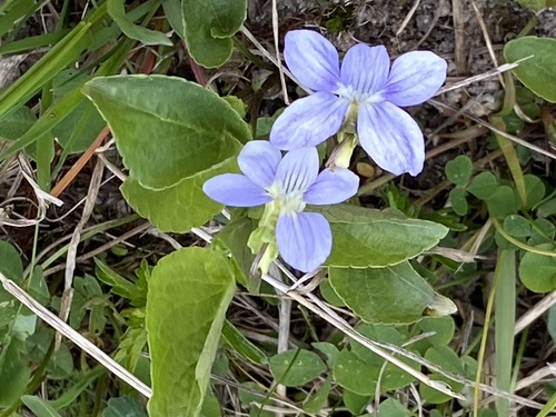 Viola canina