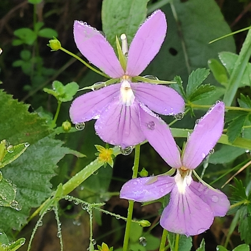 Viola cornuta
